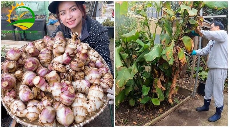 Củ Chuối Tây và Món Canh Đặc Sản Xứ Đại Đồng 6 củ chuối tây