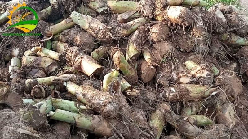 Củ Chuối Tây và Món Canh Đặc Sản Xứ Đại Đồng 4 củ chuối tây