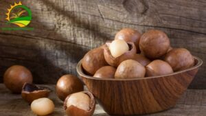 hình ảnh về cây mắc ca