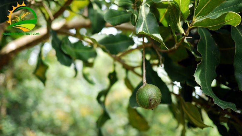 Giá cây giống macca cập nhật mới nhất trên thị trường hôm nay 5 giá cây giống macca