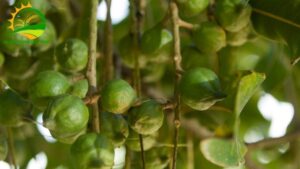 giá cây giống macca