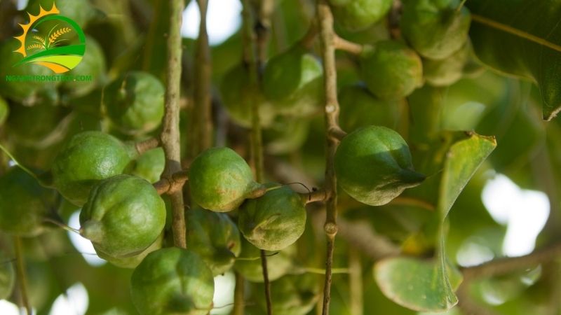 Giá cây giống macca cập nhật mới nhất trên thị trường hôm nay 6 giá cây giống macca