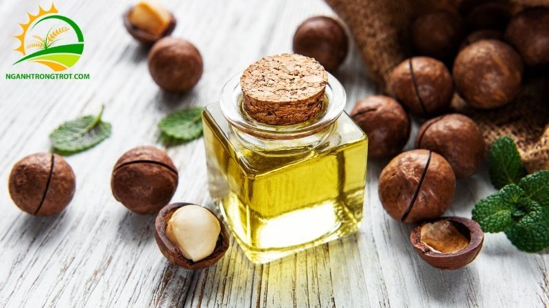 Cách ghép cành, chiết cành cây mắc ca và giá cây mắc ca ghép 5 giá cây mắc ca ghép