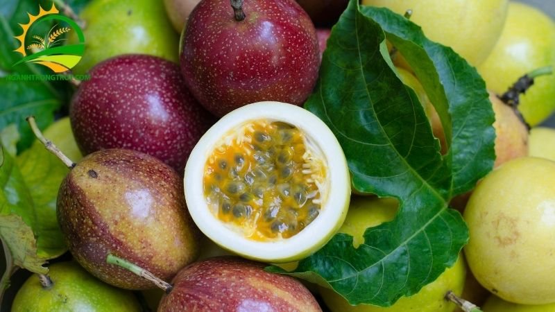 Bảng giá chanh dây cập nhật mới nhất hôm nay trên thị trường 5 giá chanh dây