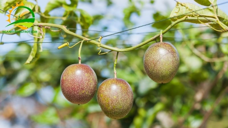 Bảng giá chanh dây cập nhật mới nhất hôm nay trên thị trường 6 giá chanh dây