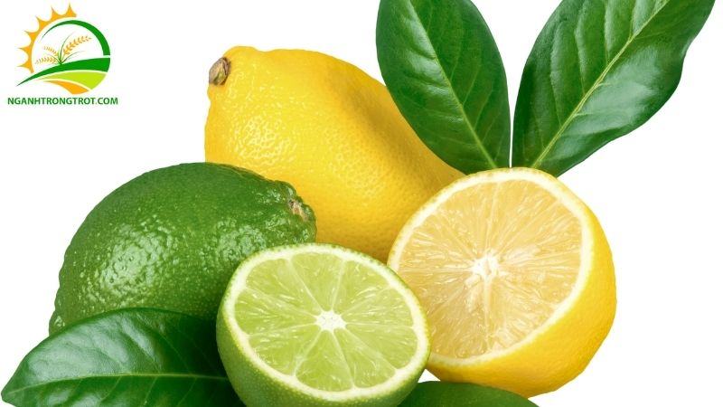 Bảng Giá Chanh Không Hạt Hôm Nay Cập Nhật Mới Nhất Chợ Đầu Mối 5 giá chanh không hạt hôm nay