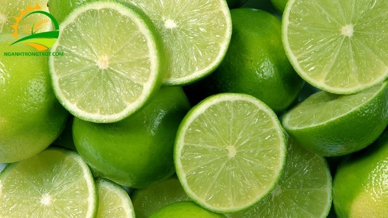 Bảng Giá Chanh Không Hạt Hôm Nay Cập Nhật Mới Nhất Chợ Đầu Mối 4 giá chanh không hạt hôm nay