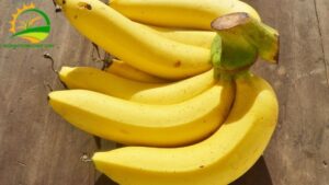 giá chuối tiêu hồng hôm nay