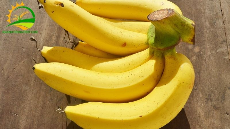 Giá Chuối Tiêu Hồng Hôm Nay - Cập Nhật Mới Nhất 6 giá chuối tiêu hồng hôm nay