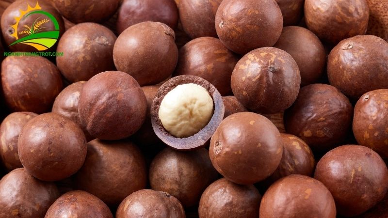 Giá mắc ca hiện nay trên thị trường khô và tươi cập nhật mới nhất 5 giá mắc ca hiện nay