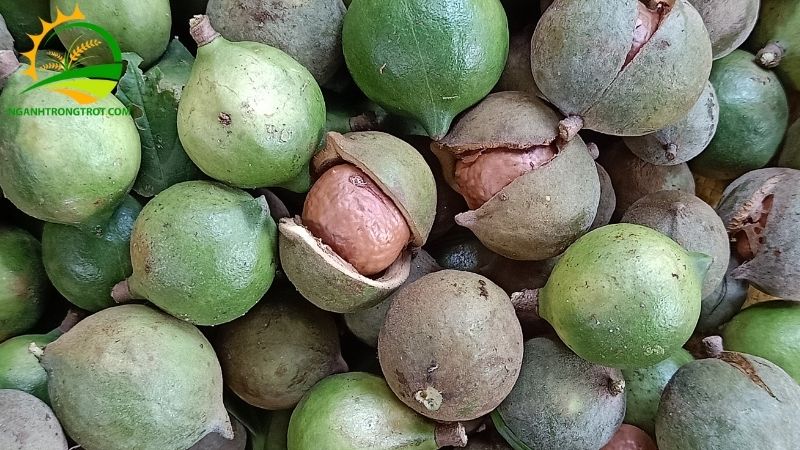 Giá mắc ca hiện nay trên thị trường khô và tươi cập nhật mới nhất 4 giá mắc ca hiện nay