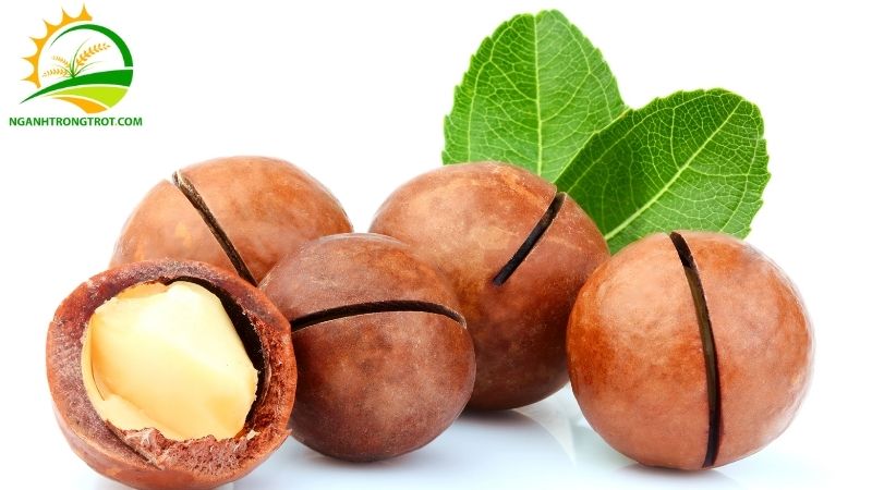Giá mắc ca hiện nay trên thị trường khô và tươi cập nhật mới nhất 6 giá mắc ca hiện nay