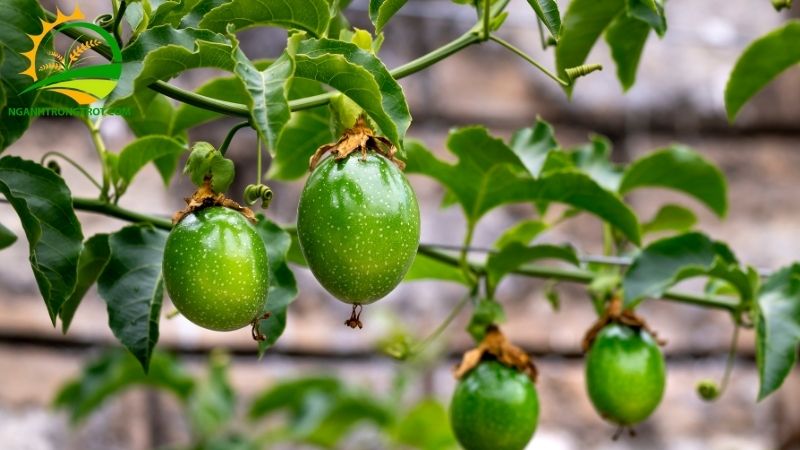 Cách Làm Giàn Chanh Dây Và Những Kiểu Giàn Đẹp, Phổ Biến 6 giàn chanh dây