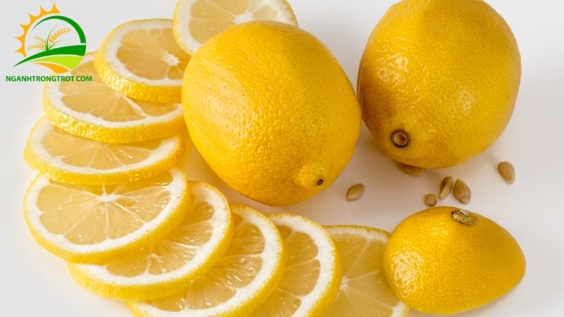 Tổng hợp các giống chanh phổ biến được trồng tại Việt Nam 4 giống chanh
