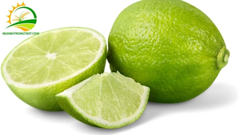 Tìm Hiểu Về Giống Chanh Không Hạt Tứ Quý: Chanh Tứ Quý Có Hạt Không? 6 giống chanh không hạt tứ quý