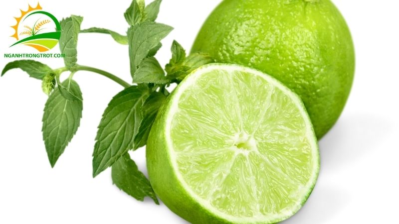 Tìm Hiểu Về Giống Chanh Không Hạt Tứ Quý: Chanh Tứ Quý Có Hạt Không? 5 giống chanh không hạt tứ quý