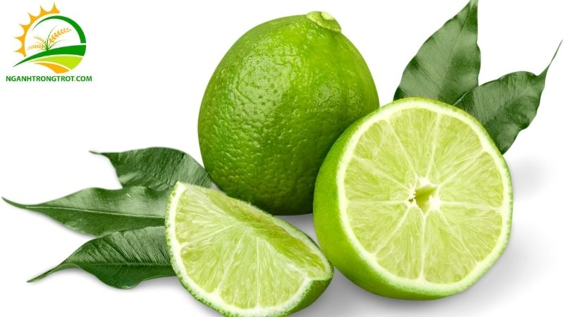 Tìm Hiểu Về Giống Chanh Không Hạt Tứ Quý: Chanh Tứ Quý Có Hạt Không? 4 giống chanh không hạt tứ quý