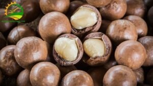 giống mắc ca năng suất