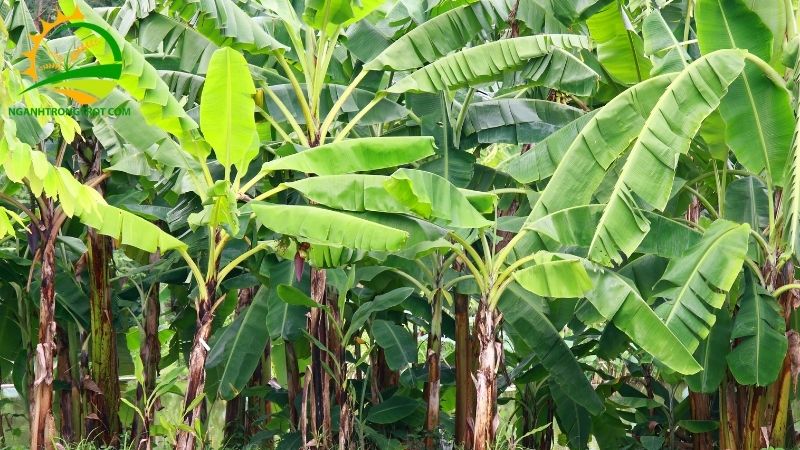 101 Hình ảnh chuối tây: Giống chuối phổ biến tại Việt Nam 15 hinh anh chuoi tay 3