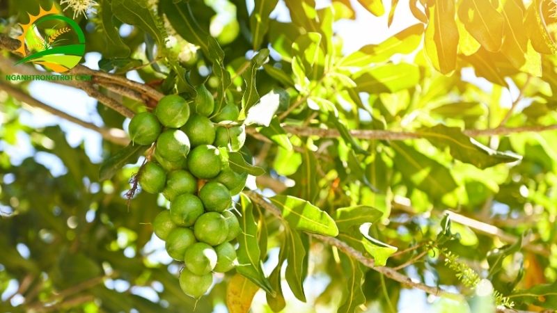 101+ hình ảnh về cây mắc ca chi tiết: hoa, lá, cây và quả mắc ca 21 hình ảnh về cây mắc ca