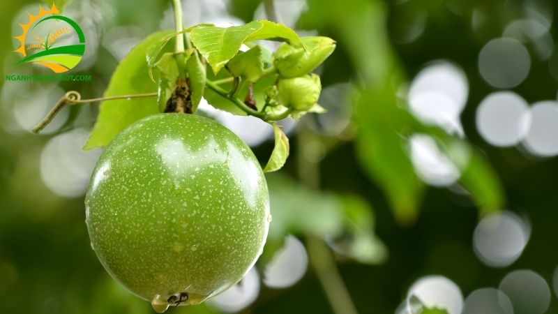 Kỹ thuật trồng chanh dây mới nhất mang hiệu quả kinh tế cao 5 kỹ thuật trồng chanh dây