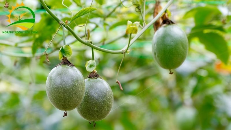 Kỹ thuật trồng chanh dây mới nhất mang hiệu quả kinh tế cao 4 kỹ thuật trồng chanh dây