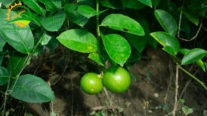 kỹ thuật trồng chanh không hạt