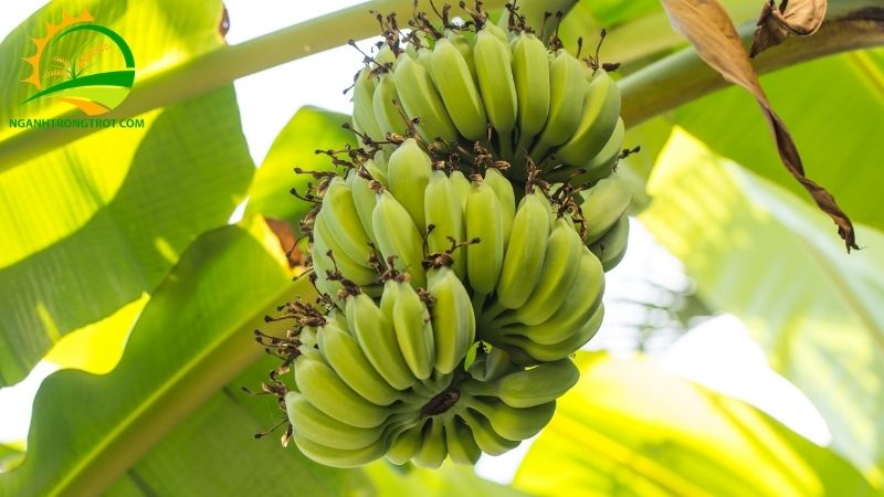 Kỹ thuật trồng chuối tiêu hồng và cách chăm sóc hiệu quả 5 kỹ thuật trồng chuôi tiêu hồng