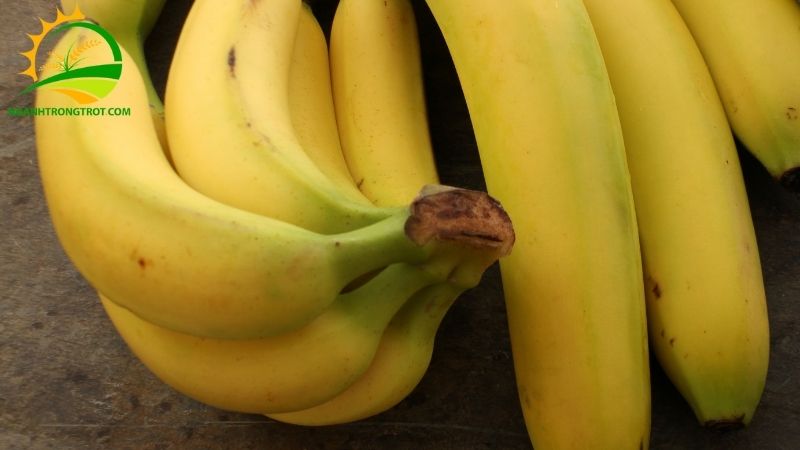 Kỹ thuật trồng chuối tiêu hồng và cách chăm sóc hiệu quả 4 kỹ thuật trồng chuôi tiêu hồng