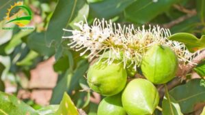 hình ảnh về cây mắc ca