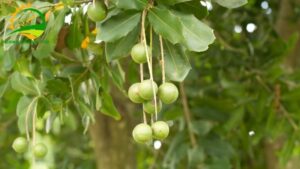 mô hình trồng cây mắc ca