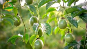 mua cây giống chanh dây ở đâu