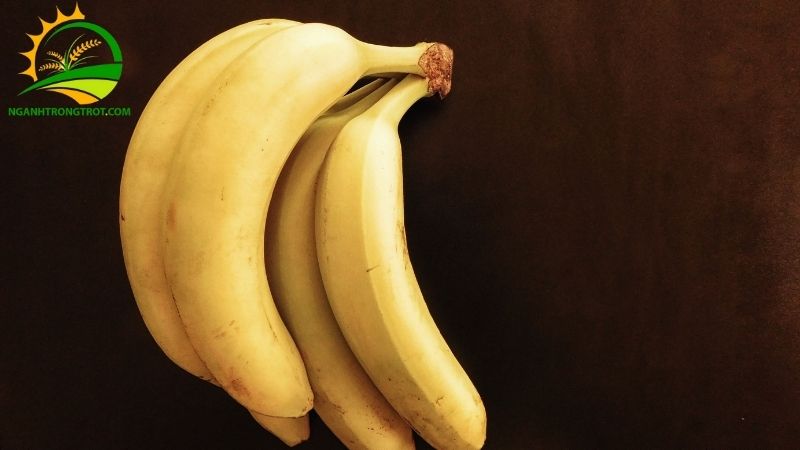 101 Hình ảnh chuối tây: Giống chuối phổ biến tại Việt Nam 23 qua chuoi tay 1