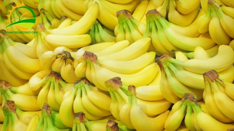 101 Hình ảnh chuối tây: Giống chuối phổ biến tại Việt Nam 21 qua chuoi tay 2 1