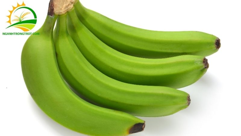 Tác Dụng Của Quả Chuối Tây Đối Với Sức Khỏe 5 quả chuối tây
