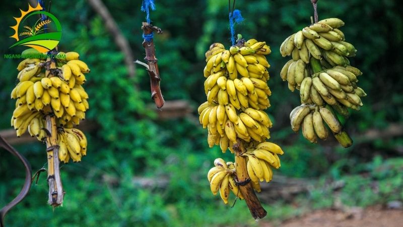 101 Hình ảnh chuối tây: Giống chuối phổ biến tại Việt Nam 20 ta cay chuoi tieu 2