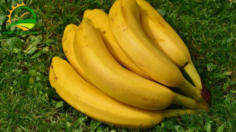 101 Hình ảnh chuối tây: Giống chuối phổ biến tại Việt Nam 16 hình ảnh chuối tây