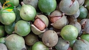 thu mua hạt mắc ca tươi