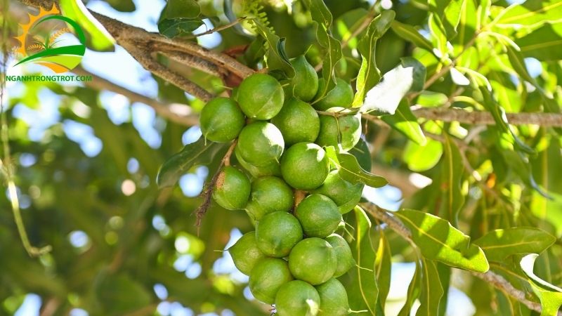 TOP 5 đơn vị thu mua hạt mắc ca tươi giá tốt và uy tín nhất hiện nay 5 thu mua hạt mắc ca tươi