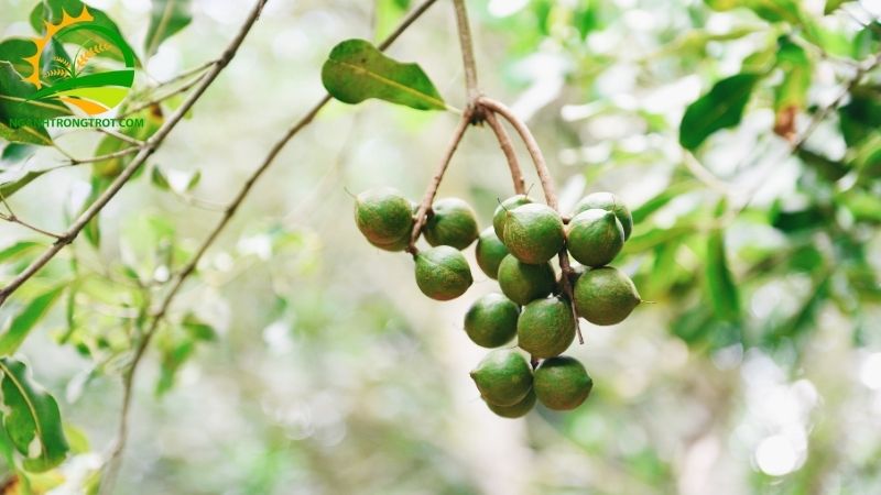 TOP 5 đơn vị thu mua hạt mắc ca tươi giá tốt và uy tín nhất hiện nay 4 thu mua hạt mắc ca tươi