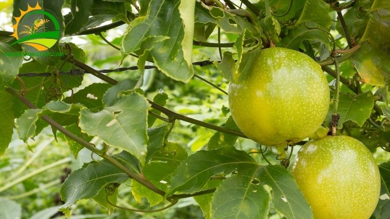 Cách Trồng Cây Chanh Leo: Mật độ, Cách Đào Hố và Quy cách Trồng 6 trồng cây chanh leo