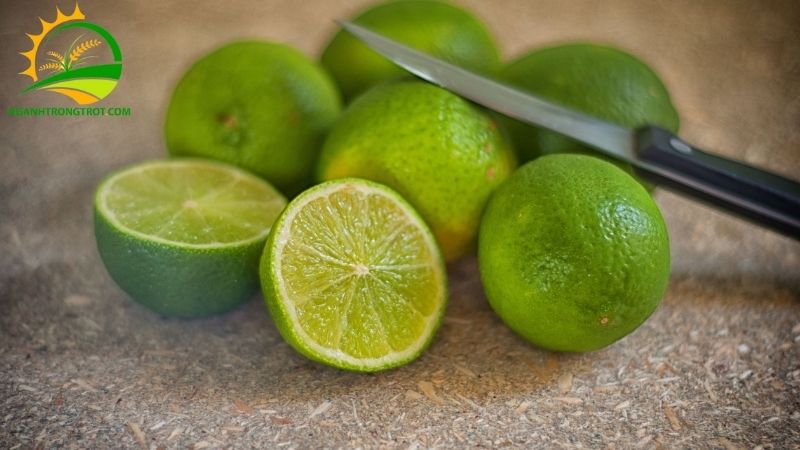 Vườn Mô Hình Trồng Chanh Không Hạt Hiệu Quả Kinh Tế Cao 4 trồng chanh không hạt