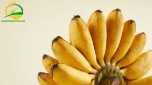 trồng chuối tiêu hồng bán tết