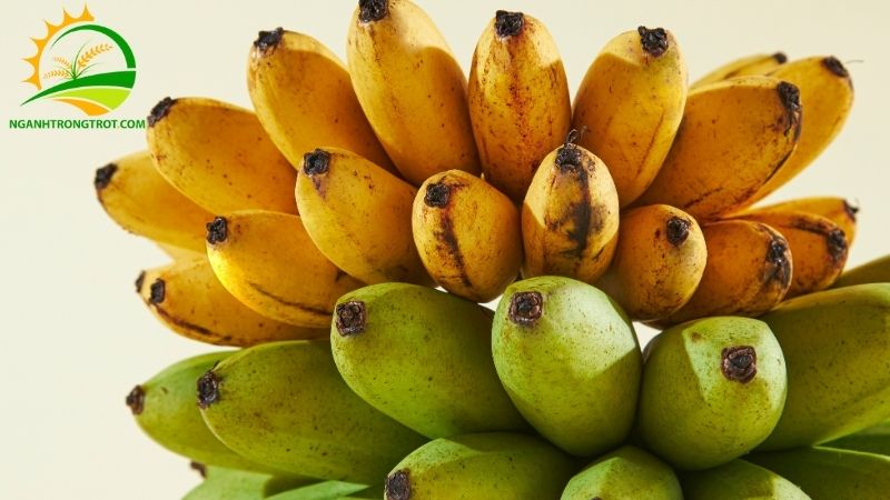 Mô hình trồng chuối tiêu hồng bán Tết và xuất khẩu thu lãi cao 5 trồng chuối tiêu hồng bán tết