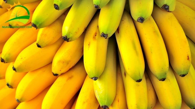 101 Hình ảnh chuối tây: Giống chuối phổ biến tại Việt Nam 24 trong chuoi tieu hong ban tet
