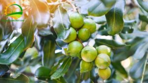 trồng mắc ca xen cà phê