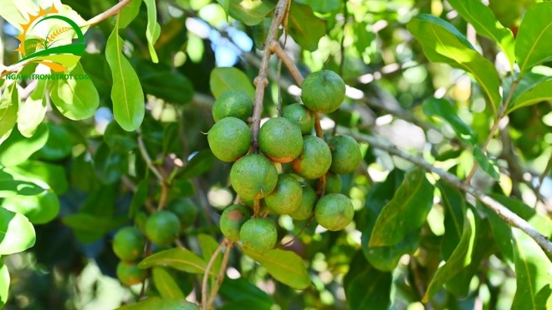 Kỹ thuật trồng mắc ca xen cà phê và cách tỉa cành 5 trồng mắc ca xen cà phê