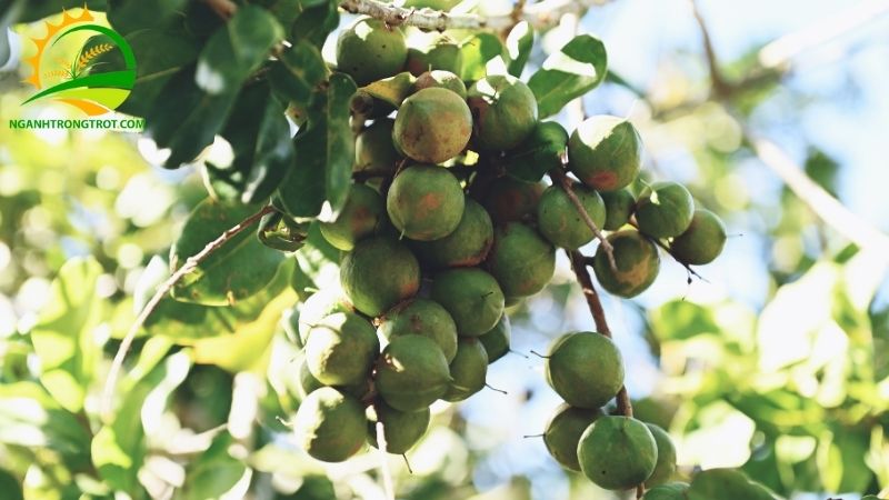 Kỹ thuật trồng mắc ca xen cà phê và cách tỉa cành 4 trồng mắc ca xen cà phê
