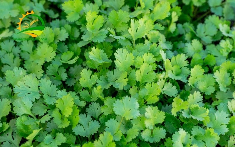 TOP 9 Loại Cây Trồng Trên Sân Thượng Thích Hợp, Dễ Chăm Sóc Tươi Tốt 5 9 loại cây trồng trên sân thượng