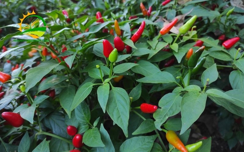 TOP 9 Loại Cây Trồng Trên Sân Thượng Thích Hợp, Dễ Chăm Sóc Tươi Tốt 6 9 loại cây trồng trên sân thượng